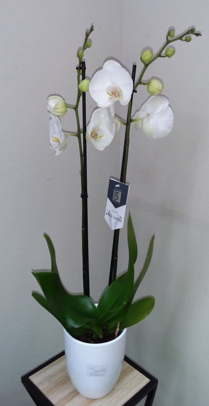 Orchidée Phalaenopsis