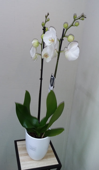 Orchidée Phalaenopsis