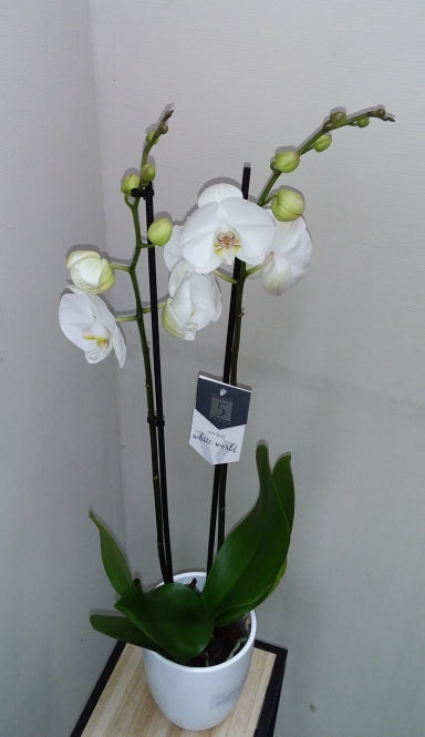 Orchidée Phalaenopsis