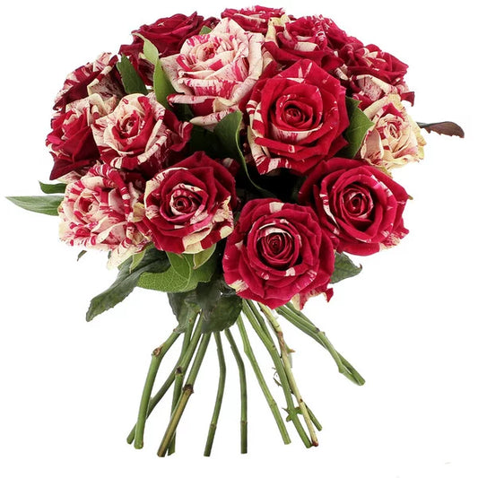 Roses Harlequin